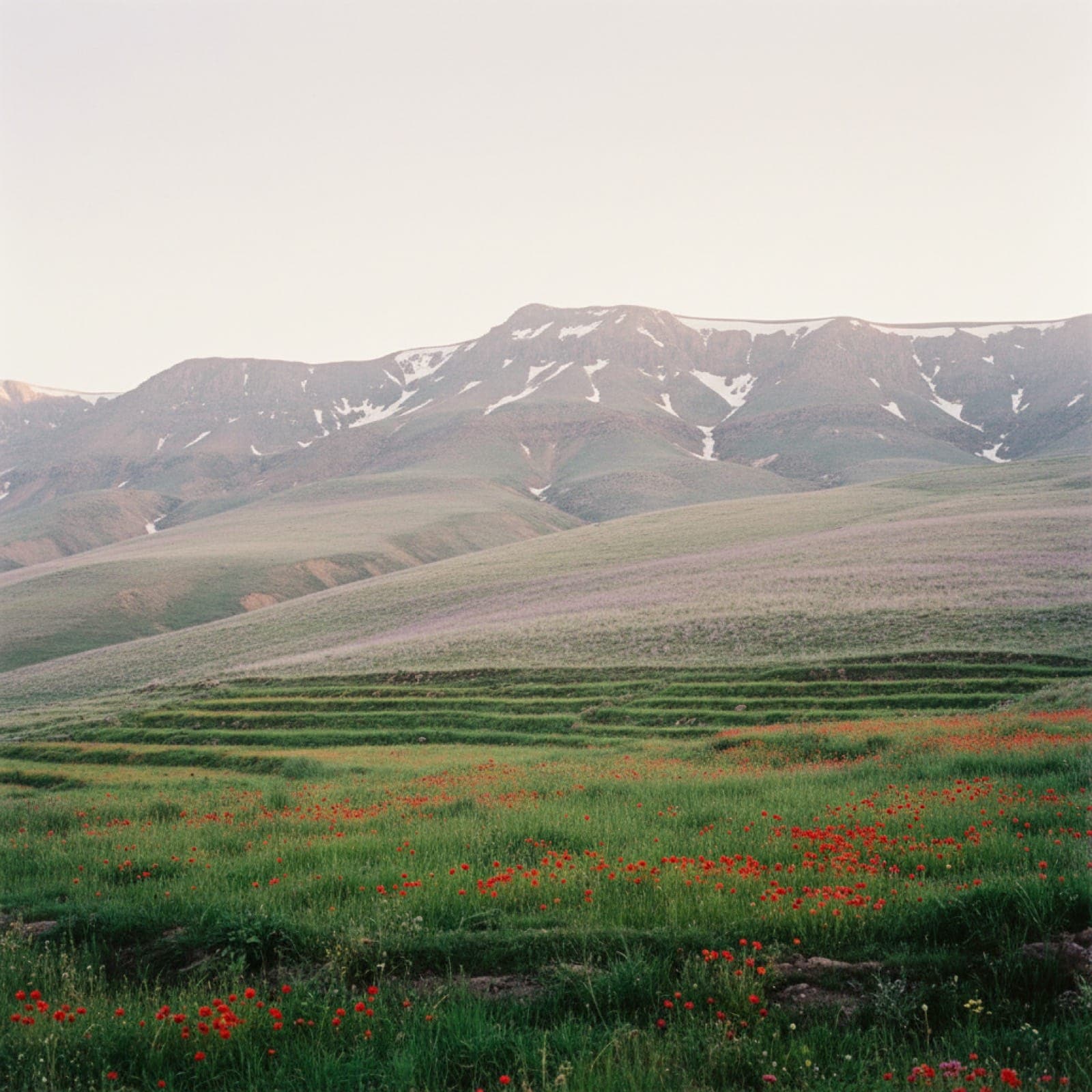 A High Atlas mountainside in mid-April showing the bloom line — a foreground meadow of red poppies and emerald grass, a band of terraced fields in the middle, and a residual snow-patched ridge above. The three elevation bands of Morocco's spring bloom visible in a single frame.