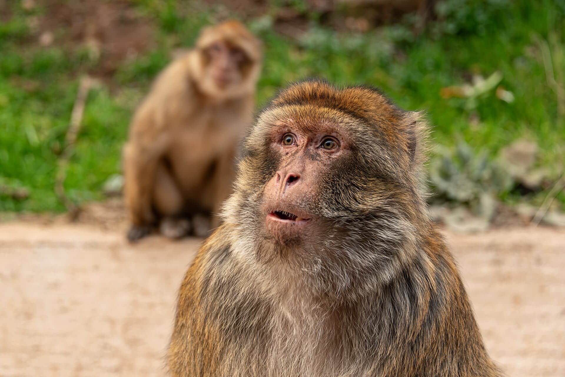 The Cedar & the Macaque
